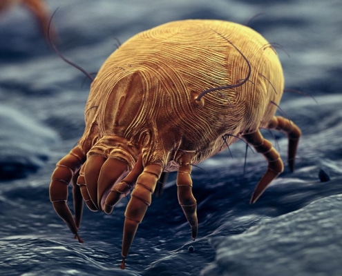 Dermatophagoides Pteronyssinus - Dust Mite